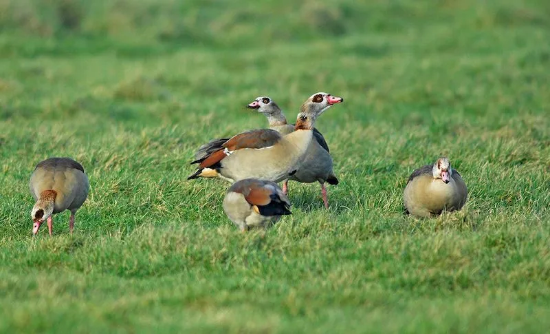 nijlgans_pop_DSC0059.webp