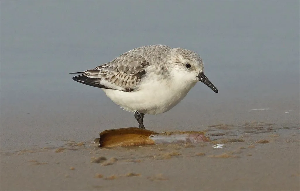 Drieteenstrandloper-Calidris_alba-225-paal9-04-01-2014.webp