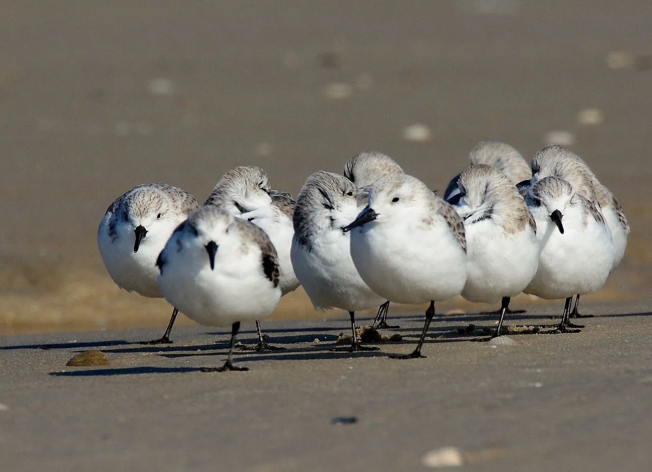 150319_Drieteenstrandlopers.webp