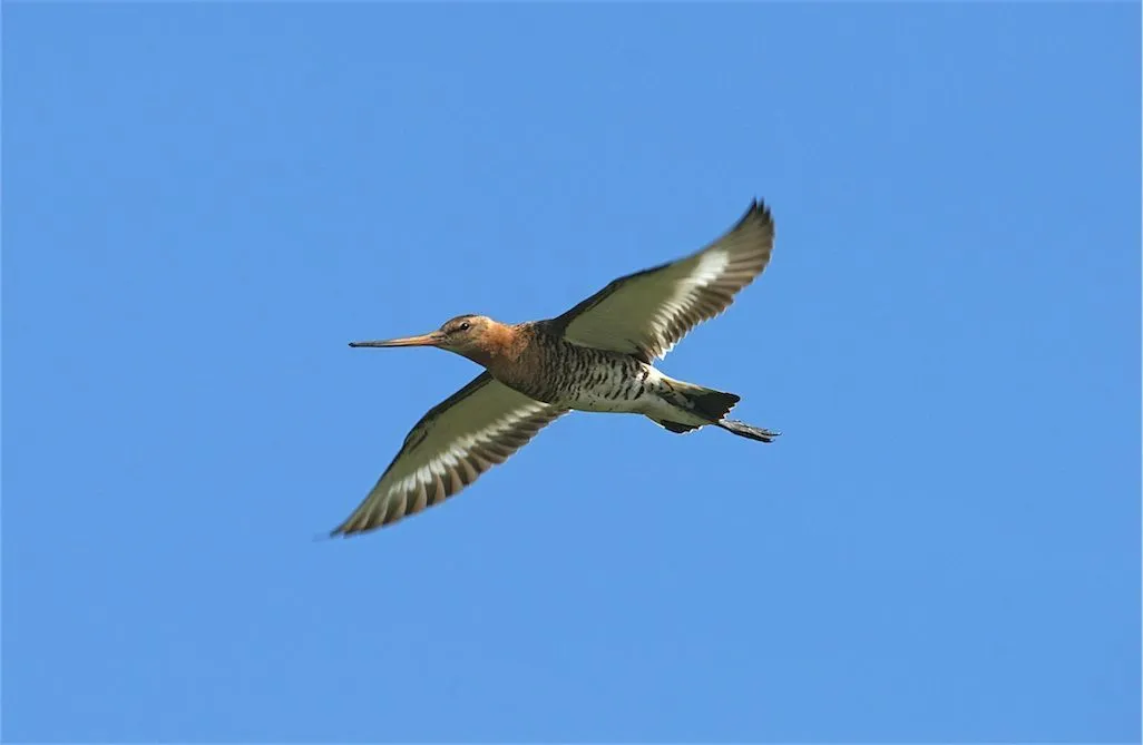 Grutto-Limosa_limosa-112-vlucht-hemmerkooiweg-17-06-2011.webp