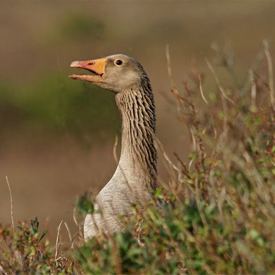 Grauwe Gans