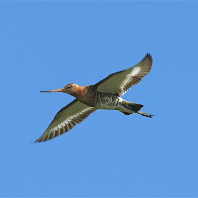 Grutto