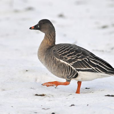Toendrarietgans
