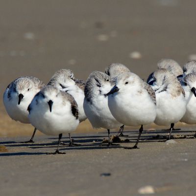 150319 Drieteenstrandlopers.JPG