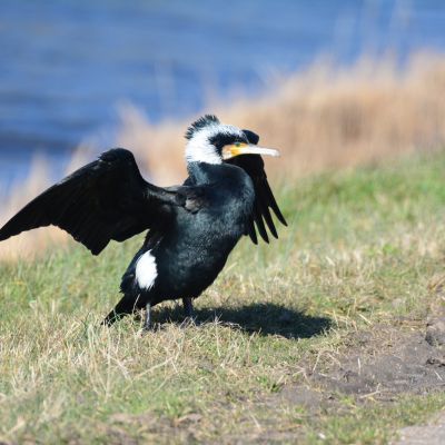 150319 Aalscholver.JPG